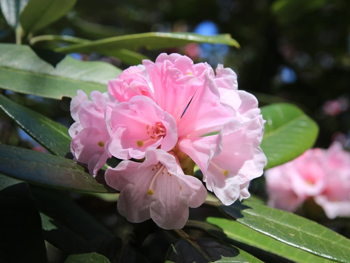 R. argyrophyllum